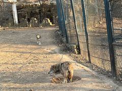 -大连森林动物园