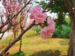 -天适樱花悠乐园