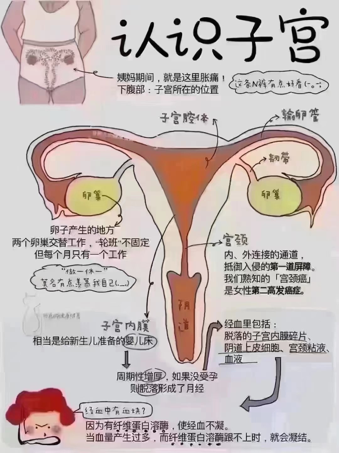 附件在小腹什么位置图图片