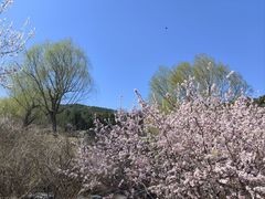 -北京西山国家森林公园