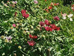 -国家植物园南园