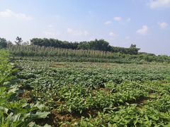 -武汉开心果园农业发展有限公司
