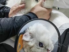 -艾贝尔宠物医院 ·中兽医·宠保定点(北门桥店)