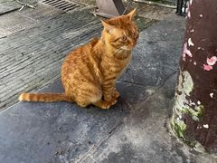 -六时安·熊猫张甜品店(东关街店)
