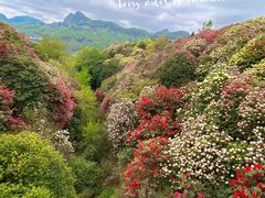 -贵州百里杜鹃风景名胜区