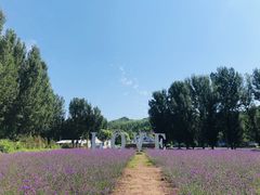 -紫海香堤香草艺术庄园