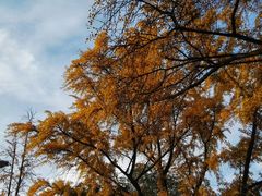 -四川大学(华西校区)