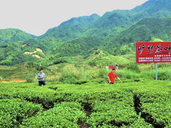 -厦门老字号·旷野茶叶(茶厂直营中山路店)