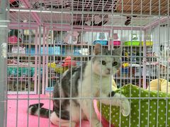 -山东柏宁水族批发广场