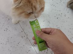 -喵园·猫主题咖啡厅·撸猫·猫咖(国贸店)