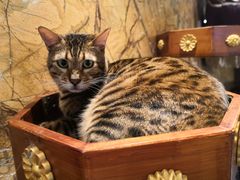 -more than meow吴止猫主题餐厅(承德 中船汇店)