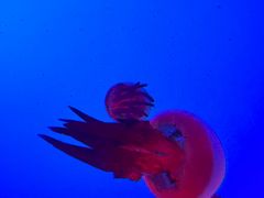 -上海海洋水族馆