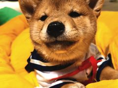 -逗柴咖啡屋·狗咖猫咖宠物桌游