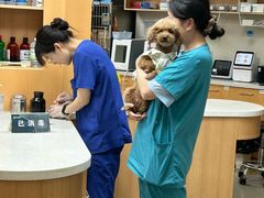 -联合动物医院(光谷诊疗中心)
