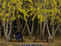 -千年银杏谷文化旅游区