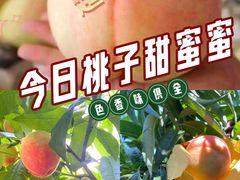 -老袁家蜜桃农场·阳山水蜜桃