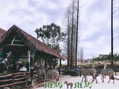 -上海野生动物园