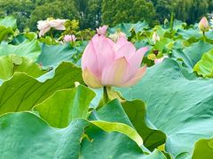 -荷塘月色湿地公园·向阳花洲