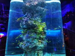 -芜湖新华联大白鲸海洋公园