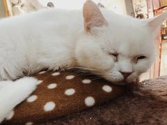 -糯米喵星人·撸猫猫舍咖啡馆(西市场嘉华店)