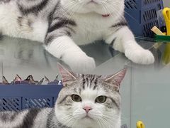 -lincat·猫舍(广州店)