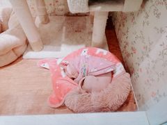 -猫小院猫主题餐厅(三里屯店)
