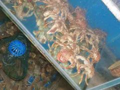 -宾朋海鲜特色美食餐厅·纯手工鲅鱼水饺(兴海路店)