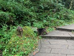-西岭雪山大飞水景区