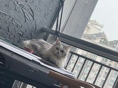 -壹迦桌游·血染钟楼剧本杀狼人杀