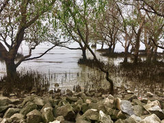 -宝安西湾红树林湿地公园