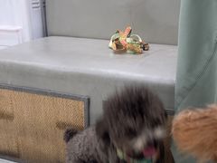 -安安宠医宠物医院·异宠·犬猫内科(岳阳分院)