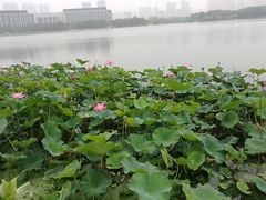 -尚贤河湿地