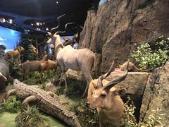 -陕西自然博物馆