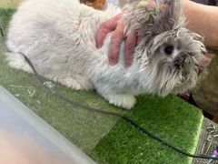 -宠物兔专门店(天丰利市场店)