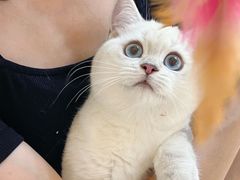 -lincat·猫舍(广州店)