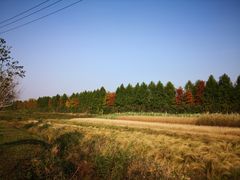 -上海长兴岛郊野公园