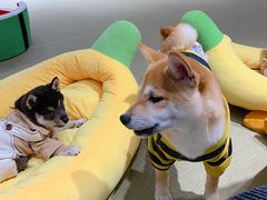 -逗柴咖啡屋·狗咖猫咖宠物桌游