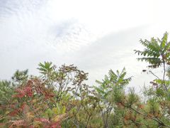 -五龙城郊森林公园