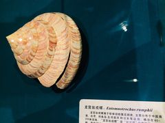 -青岛贝壳博物馆