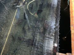 -蓝湾碧波·老字号·疍家非遗海上餐厅