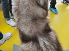 -Husky Go! 哈士奇体验馆·宠物咖啡厅狗咖