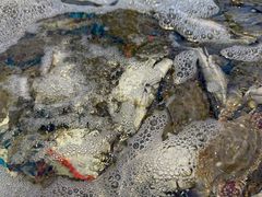 -集品鲜湾·蒸汽海鲜自助料理(青岛银座和谐广场店)