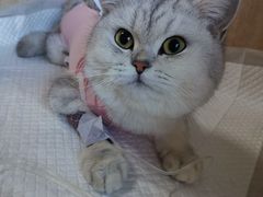 -北京观赏动物医院·24小时大型综合·猫专科·异宠专科