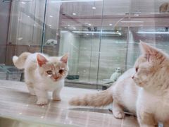 -飞行喵MR PILOT|猫舍·猫咖(静安大融城店)