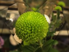 -静岸花卉园艺(三星坊店)