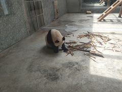 -西安秦岭野生动物园