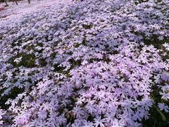 -南通洲际绿博园