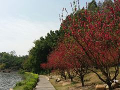 -南国桃园旅游度假区