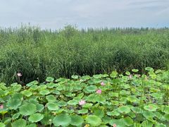 -野鸭湖国家湿地公园