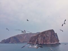 -长岛万鸟岛